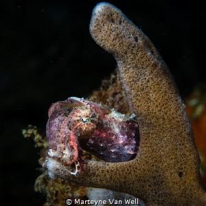 Pygmy Cuttlefish taking a nap by Marteyne Van Well 